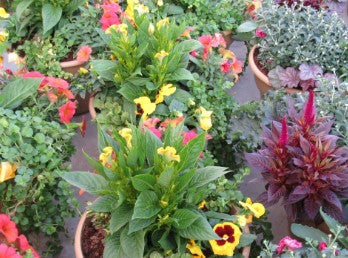 12" Fall Combo Pot