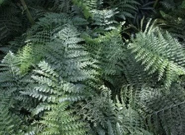 Fern East Indian Holly/ Kangaroo/Austral Gem
