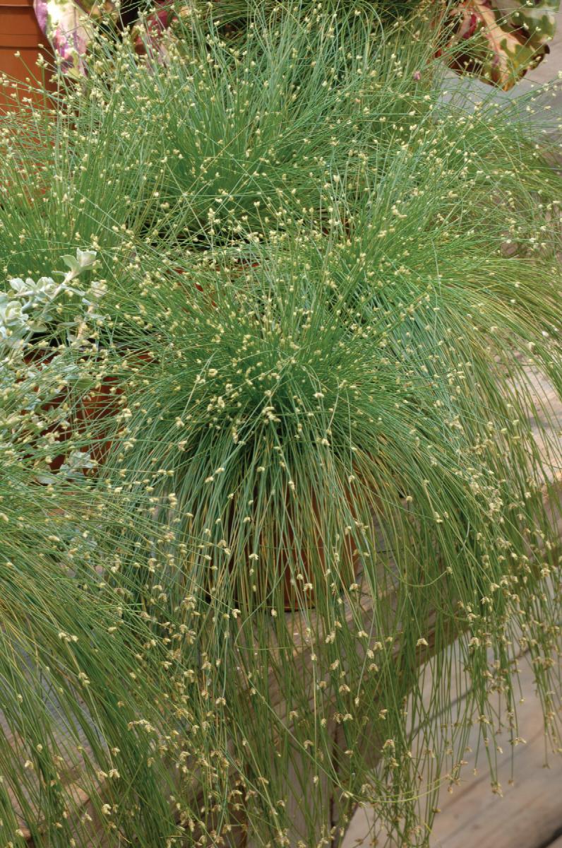 fiber optic plant indoors ColorGrass® Live Wire Fiber Optic Grass
