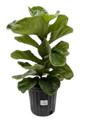 FICUS LYRATA