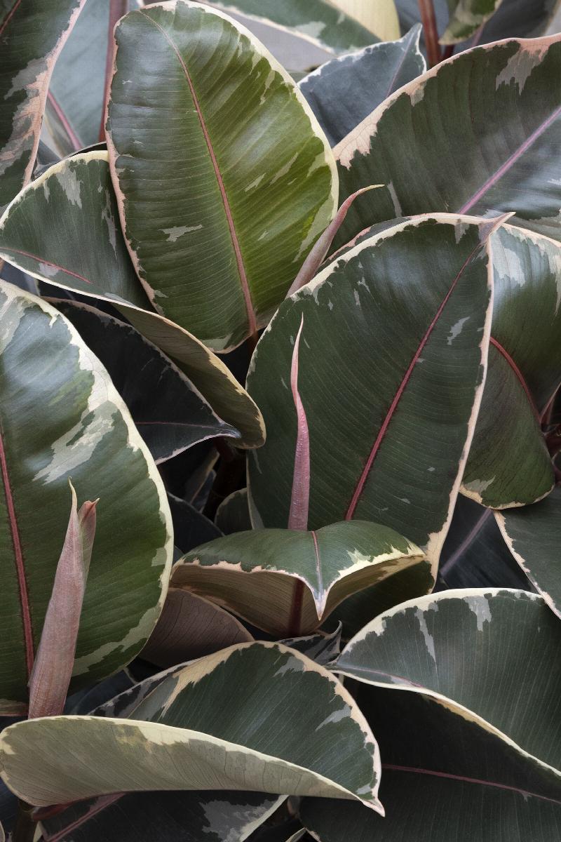 Ficus Tineke Rubber Plant