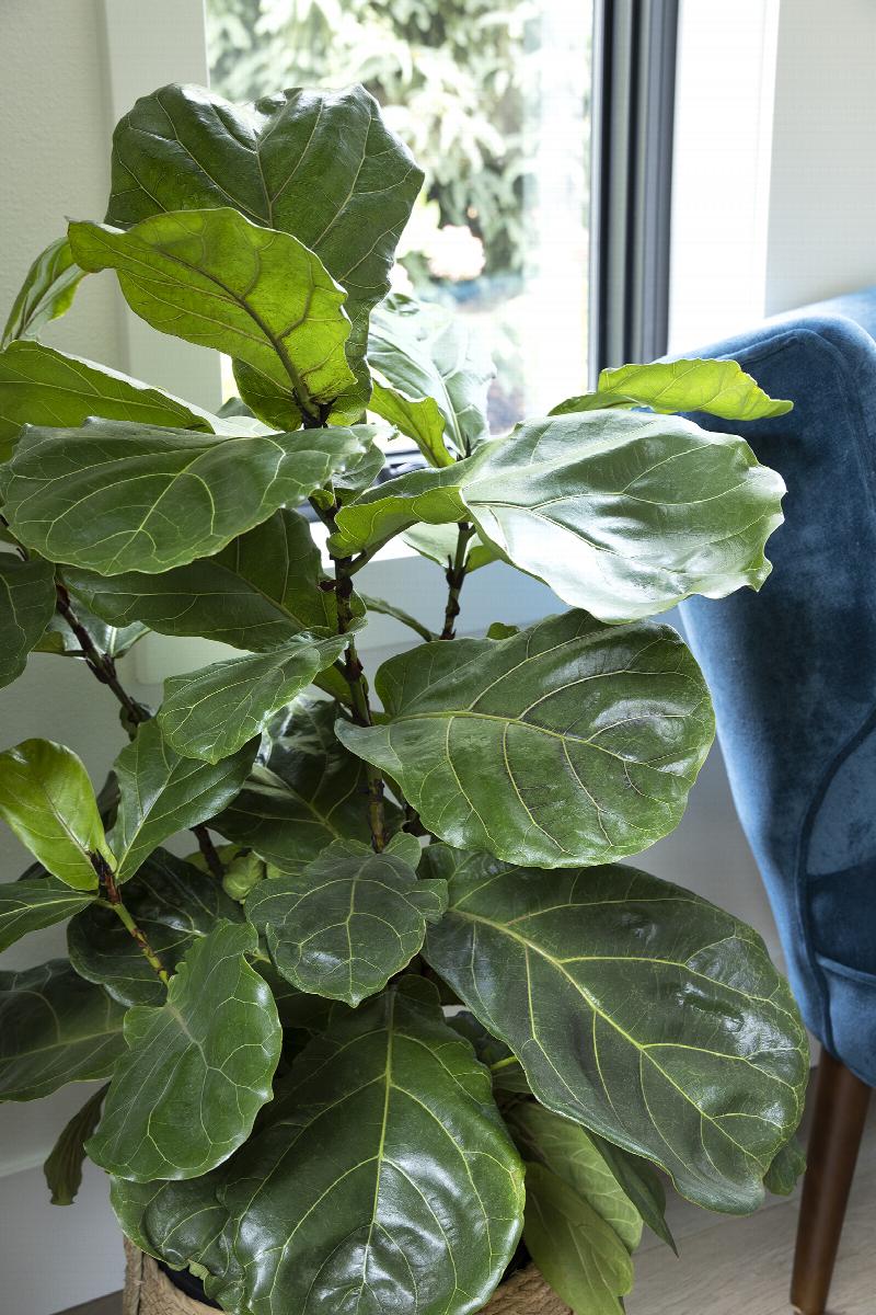 braided fiddle leaf fig Fiddle Leaf Fig 'Ficus Lyrata'