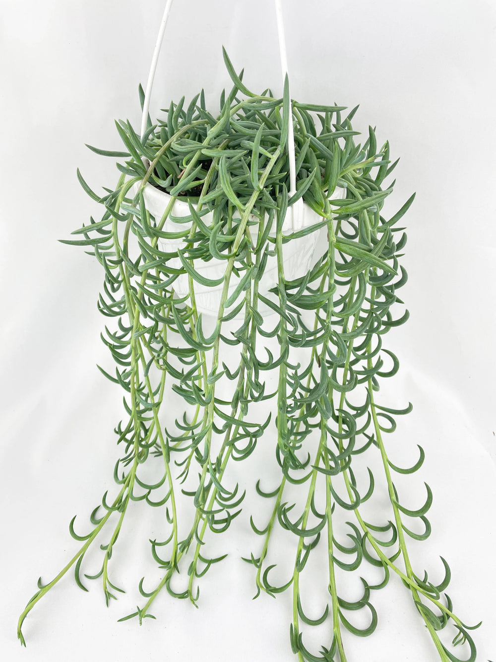 String of Bananas / Fishhooks 6