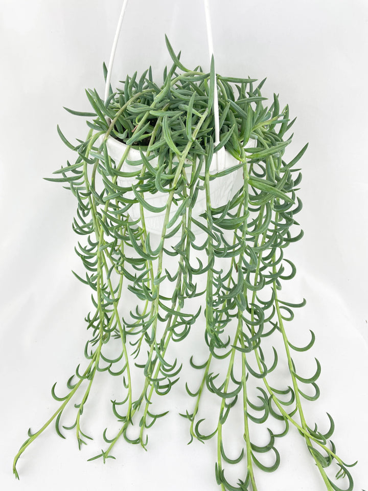 String of Bananas / Fishhooks
