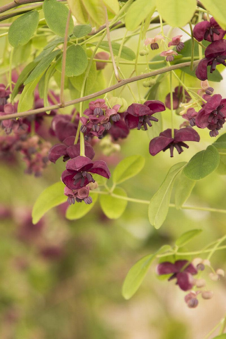 Fiveleaf Akebia Vine