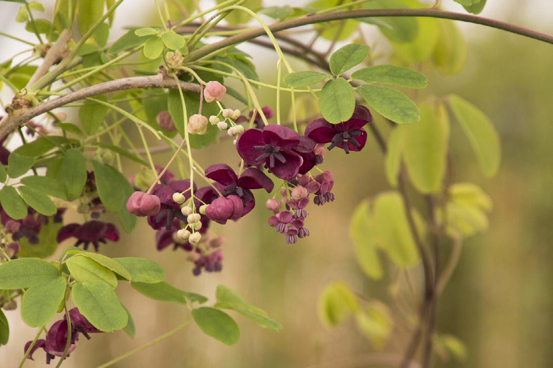 Fiveleaf Akebia Vine