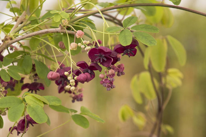 Fiveleaf Akebia Vine