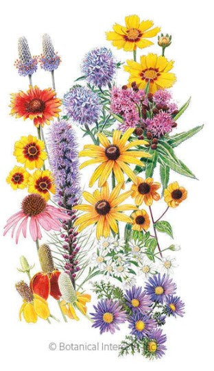 Prairie Splendor Flower Mix Seeds