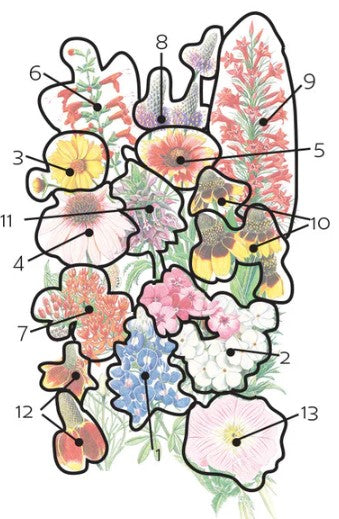 Southern Hills and Plains Flower Mix Seeds