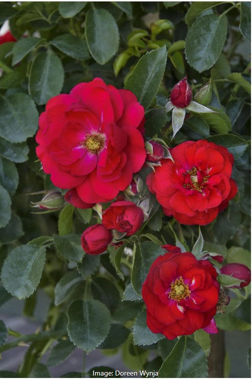 Flower Carpet® Red Rose