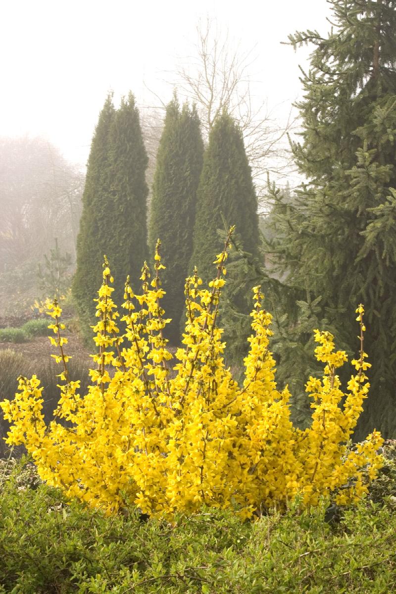 Magical® Gold Forsythia