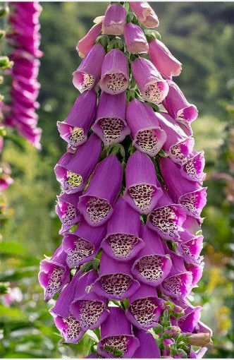 Foxglove Flower Seeds Pkt