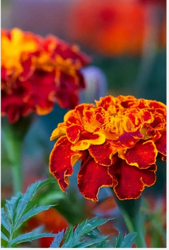 French Marigold Flower Seeds Pkt