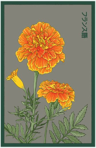 French Marigold Flower Seeds Pkt