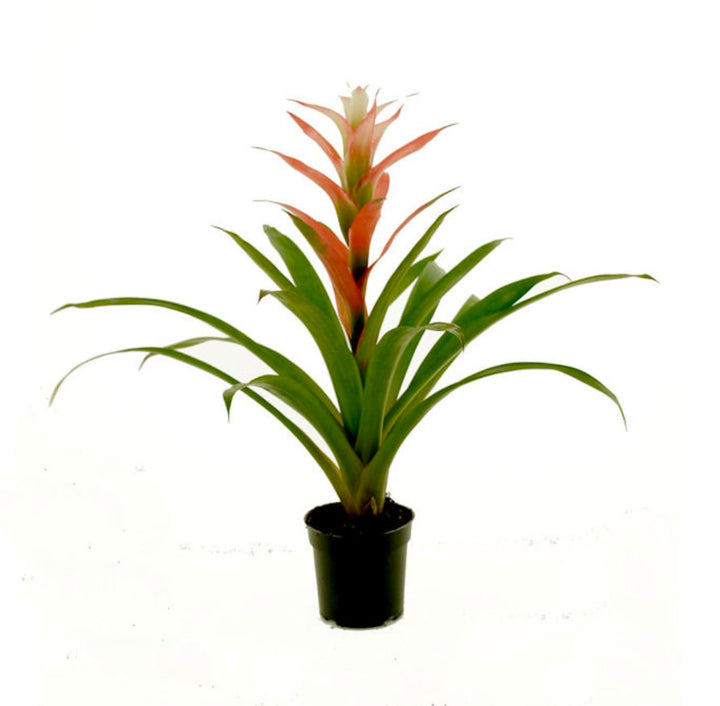 Guzmania Assortment Bromeliad
