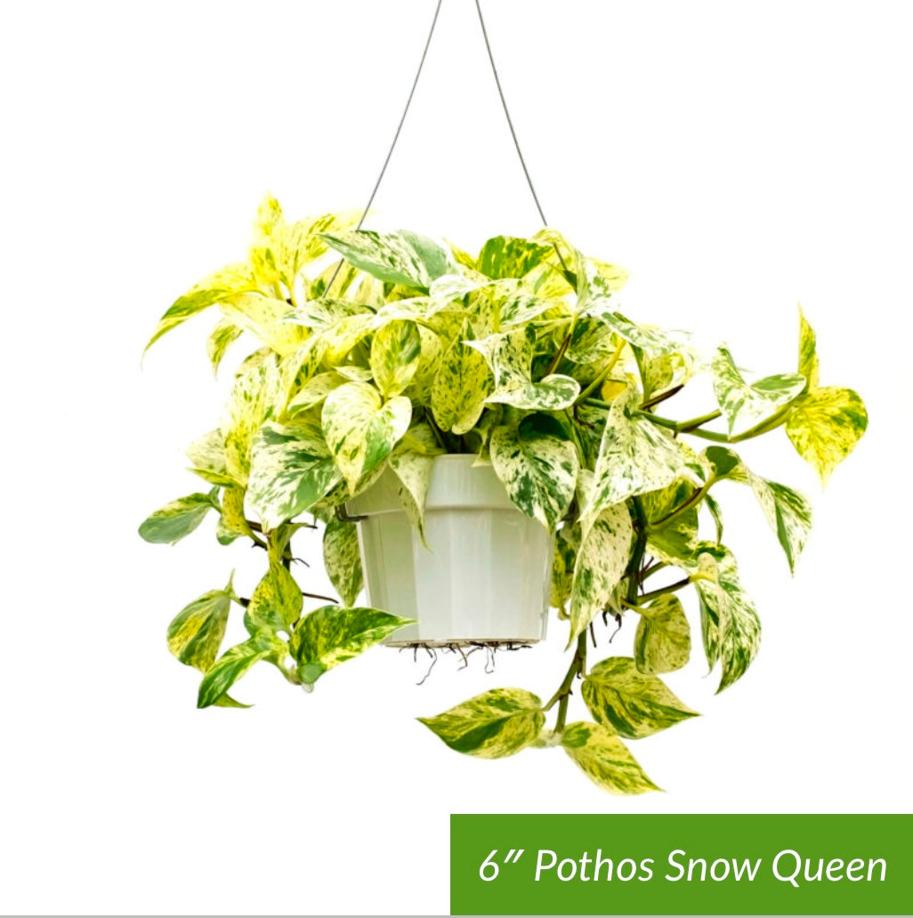 Pothos 'Snow Queen'