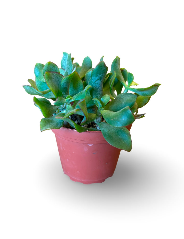 Assorted Jade regular