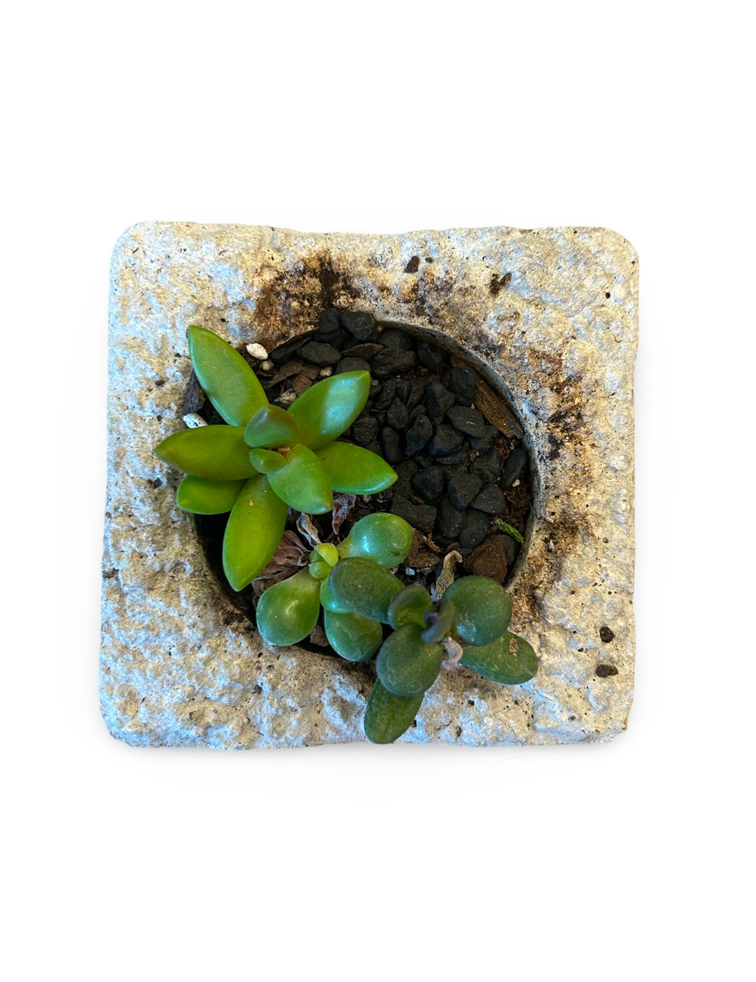 LIMESTONE SUCCULENT ASS.