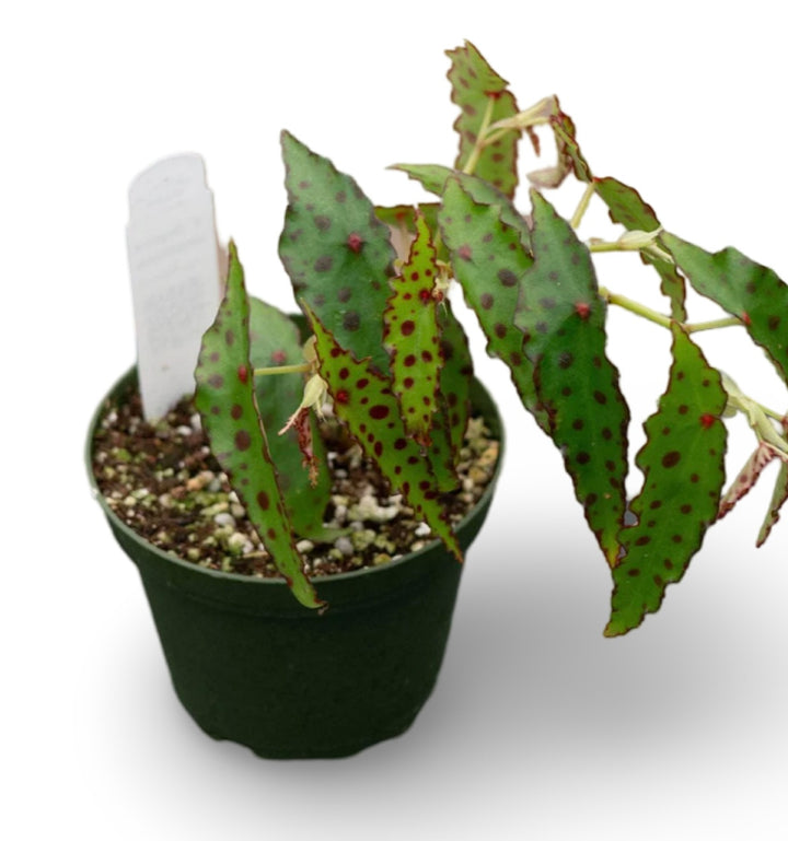 Begonia Amphixous