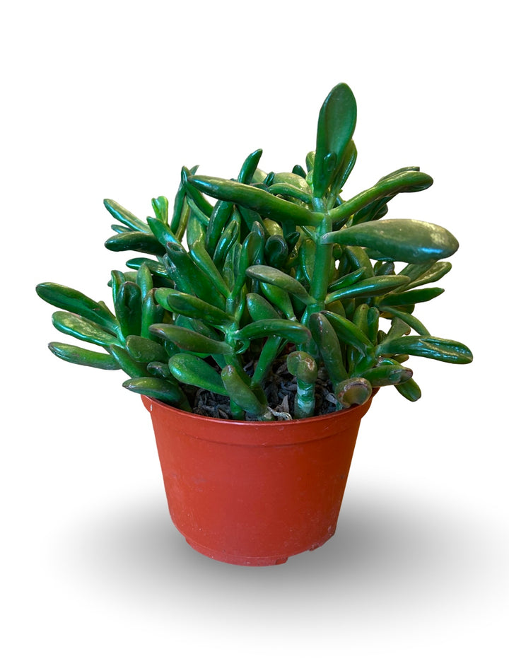 Assorted Jade regular