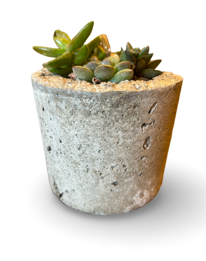 LIMESTONE SUCCULENT ASS.