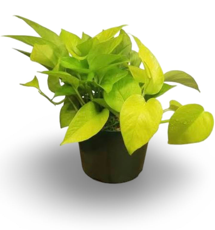 POTHOS NEON