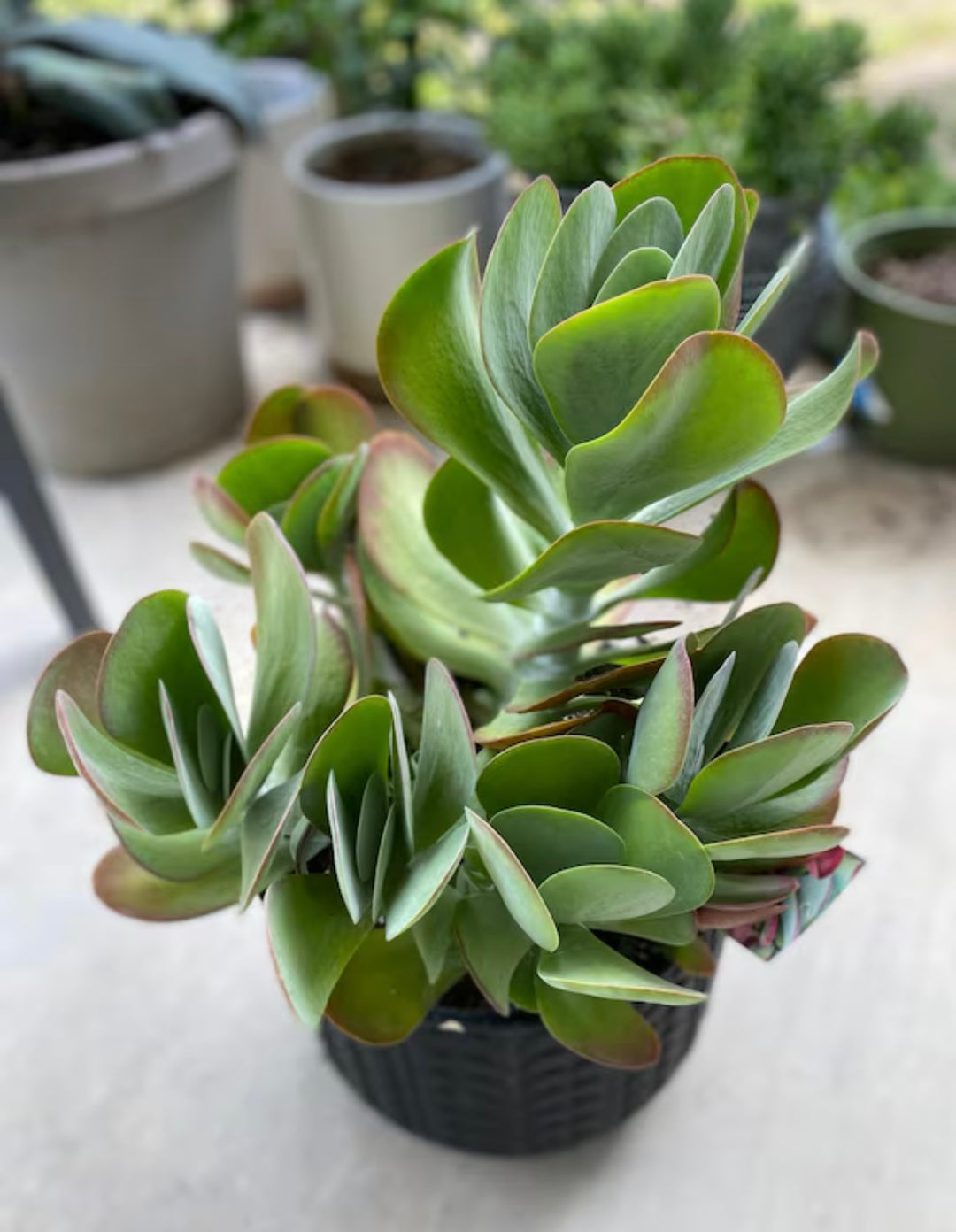 rose succulent plants Desert Rose Paddle Plant