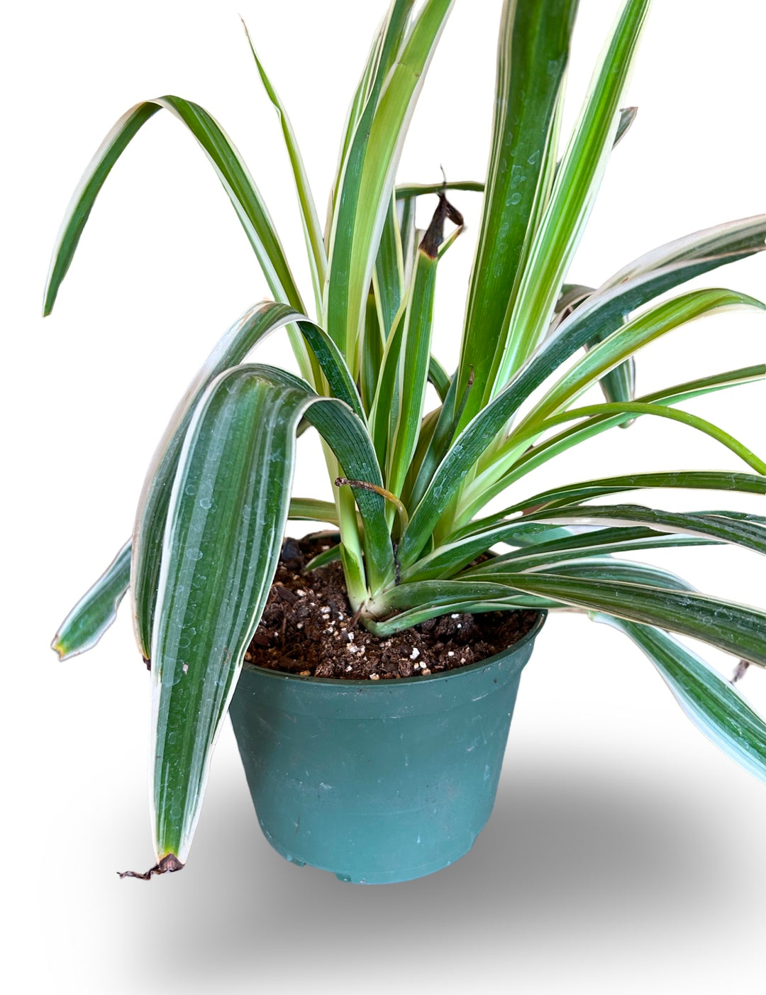 heirloom spider plant Spider Plant Asst Varieties