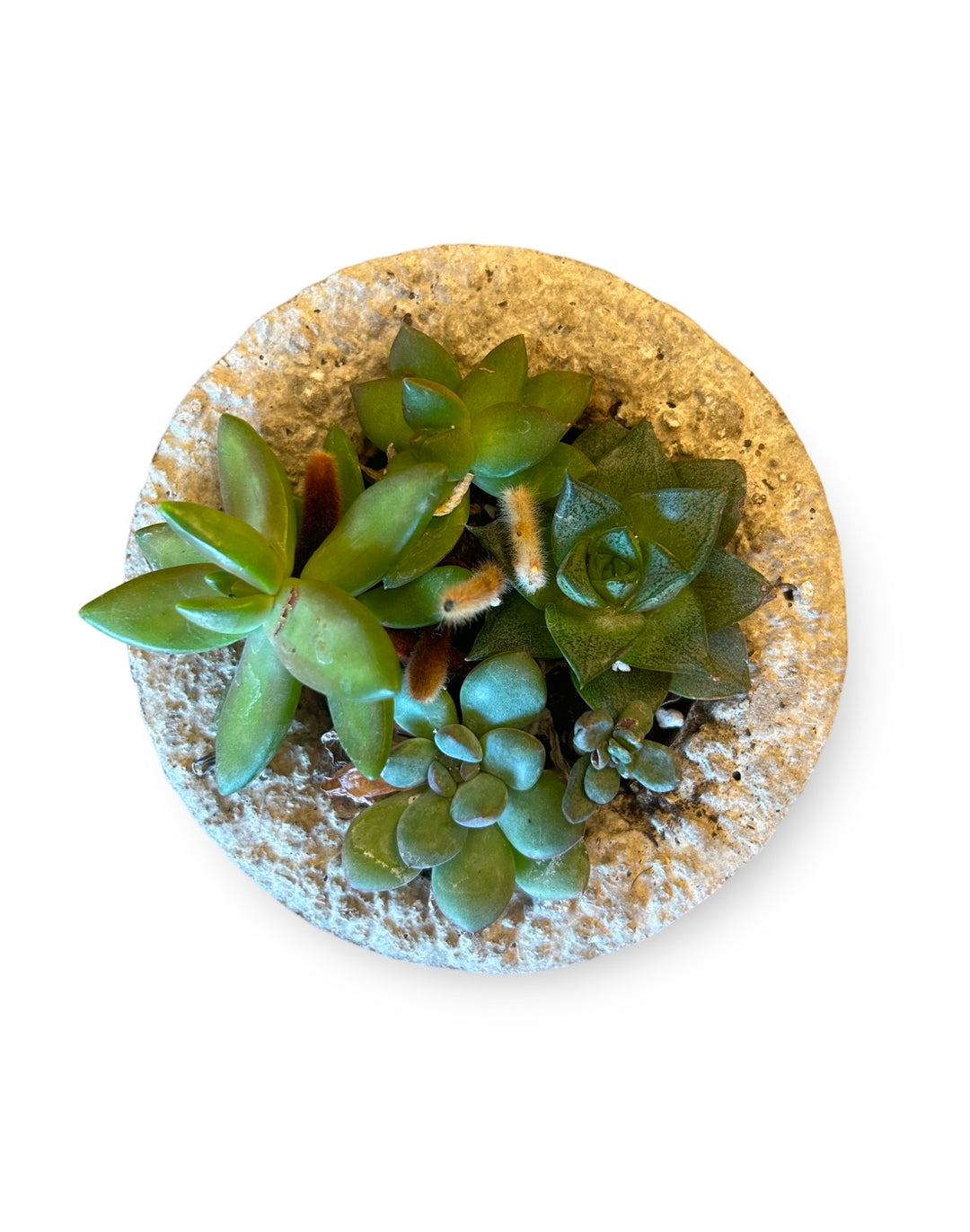 LIMESTONE SUCCULENT ASS.