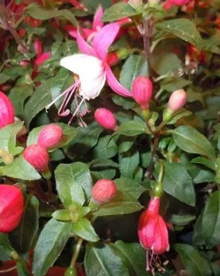 4.5" Fancy Garden Envy - 12 vars