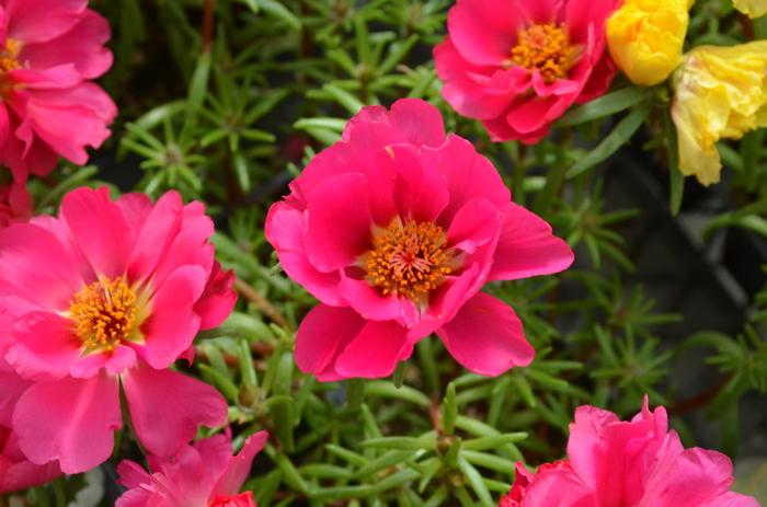 Portulaca