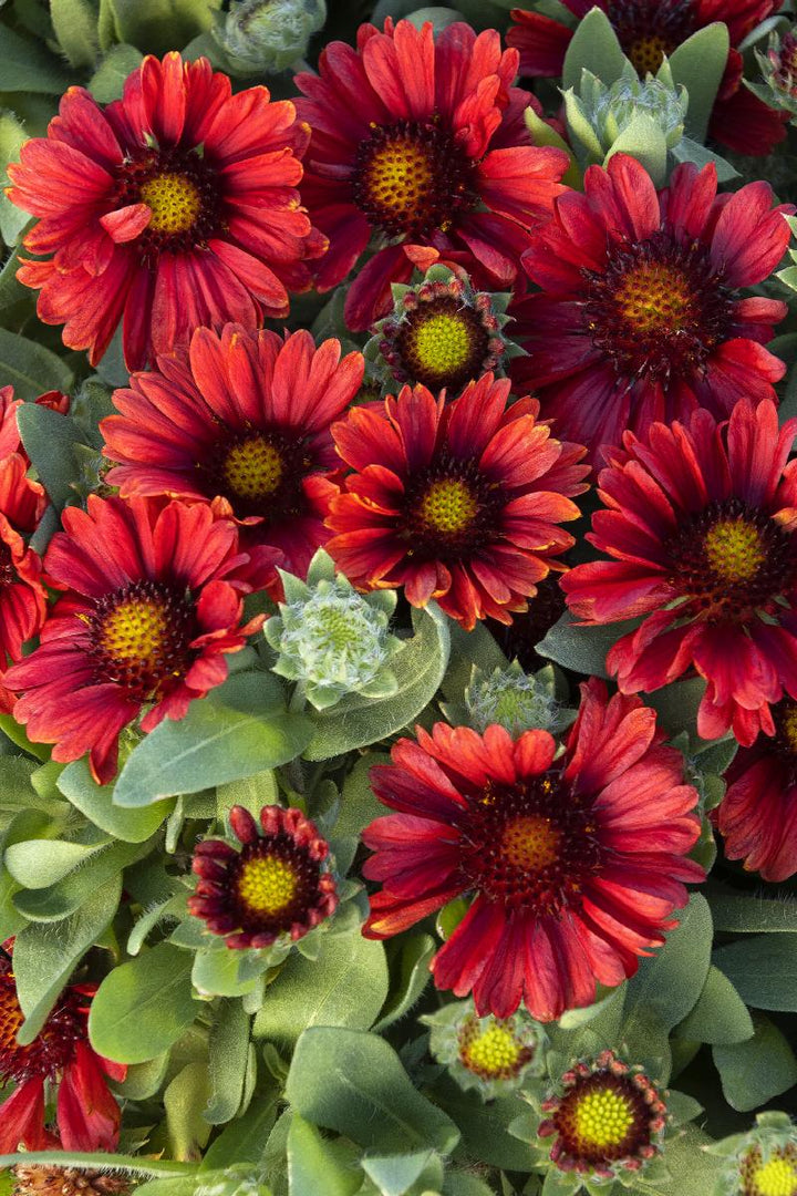 Blanket Flower