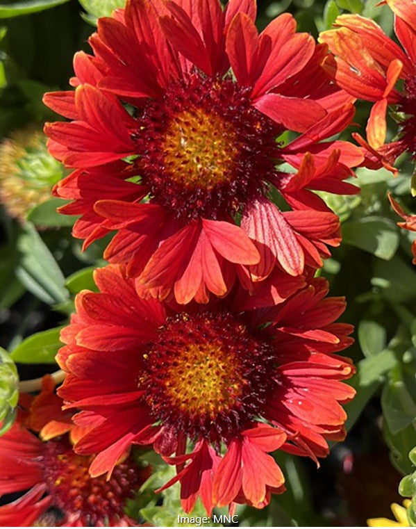 Guapa Blanket Flower, Gaillardia