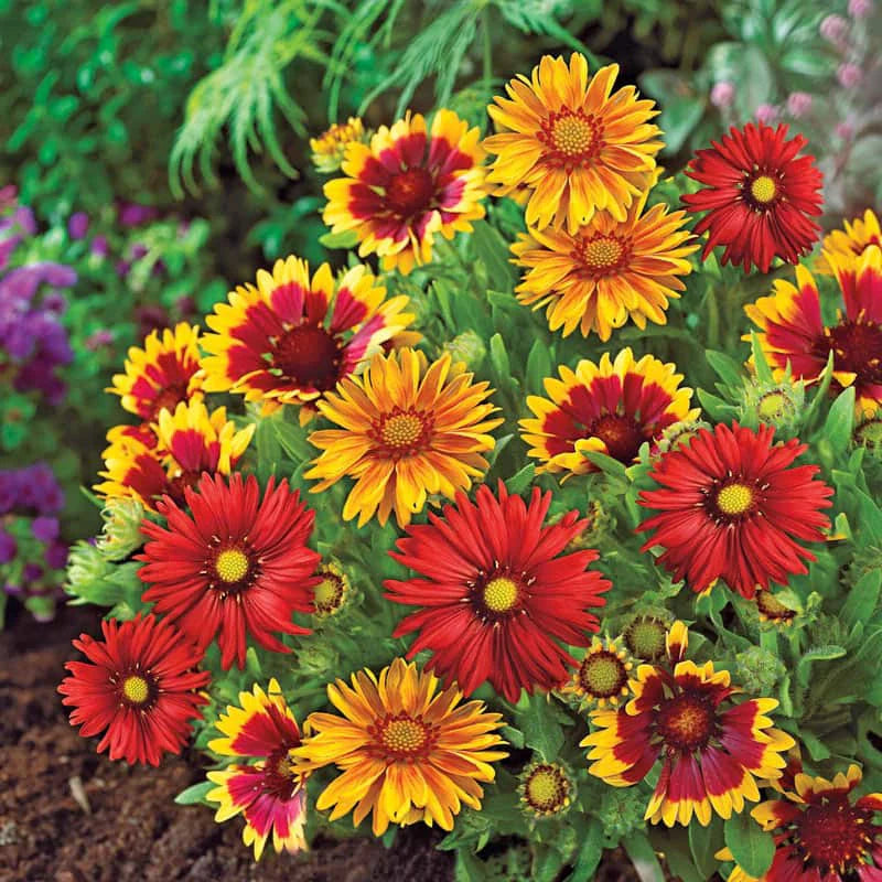 Gaillardia Mix