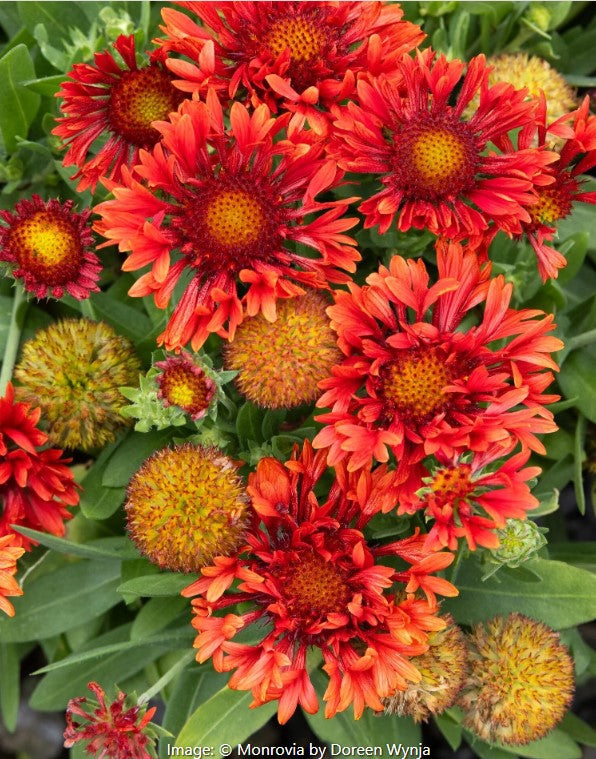 Gaillardia Spintop