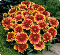 6" Grand Prairie Gaillardia