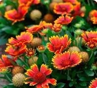 6" Grand Prairie Gaillardia