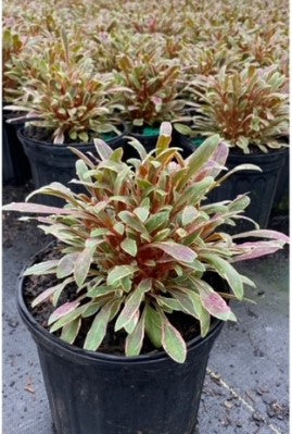 Graceful Gaura