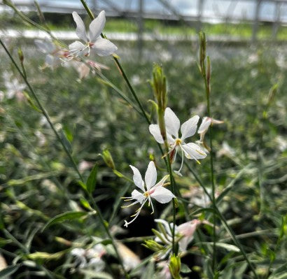 Graceful Gaura