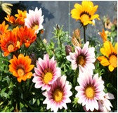 Gazania Mix