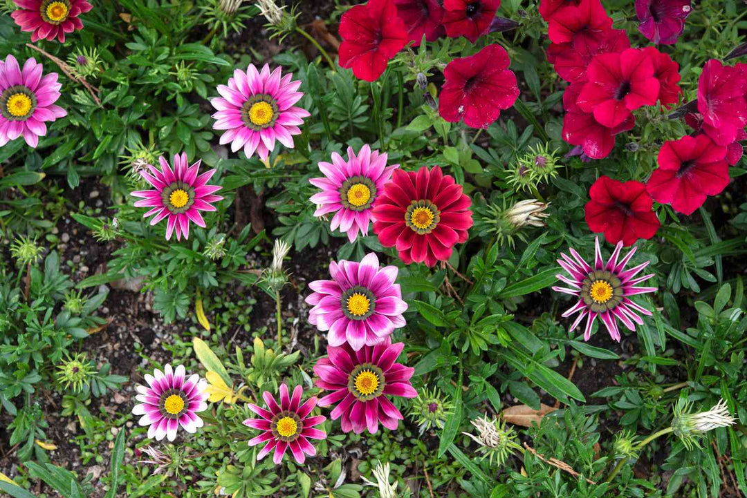 Gazania Sunbathers