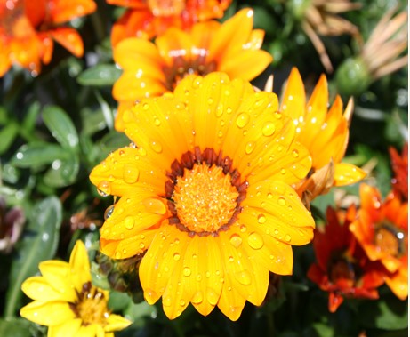 Gazania Mix