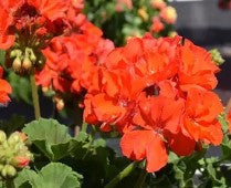 Zonal Geranium