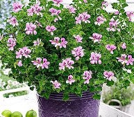 Zonal Geranium