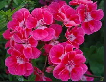 Geraniums