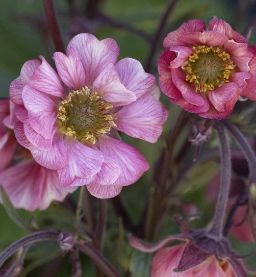 Tempo™  Avens