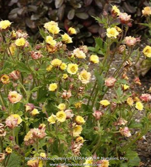 Tempo™  Avens