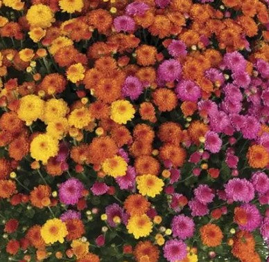 Bert's Best 10" Gigi Garden Mums