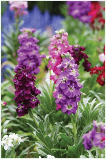 Gilly Flower Seeds Pkt