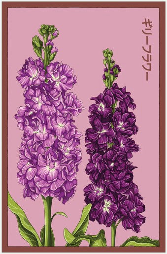 Gilly Flower Seeds Pkt